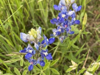 Blue Bonnet