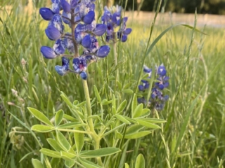 Blue Bonnet