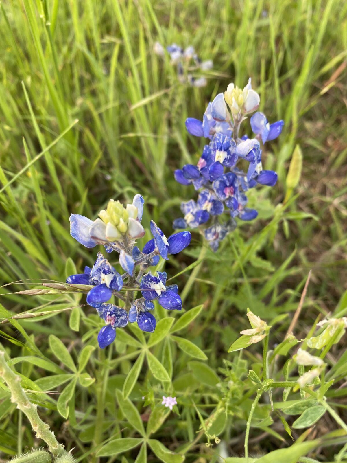 Blue Bonnet